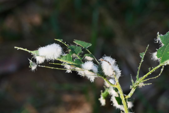 Group of Megalopyge crispata or Black-waved Flannel Moth caterpillar on tree, White furry worms eat leaves until damage