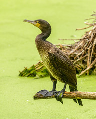 black cormorant bird sitting on a branch over green water