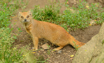 yellow mongoose on a ground looking at you