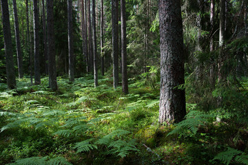 Forêt de pins dans le parc national de Lahemaa, Estonie.