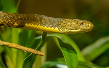 profile portrait of snake head in air