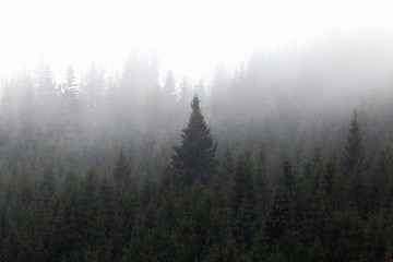 Misty landscape with pine forest
