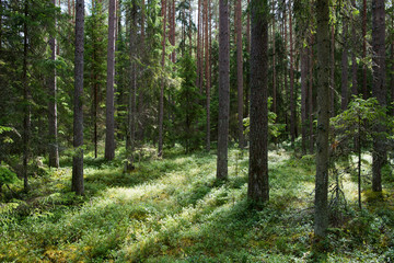 Fototapeta na wymiar Forêt de pins dans le parc national de Lahemaa, Estonie.