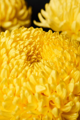 Bright yellow chrysanthemum