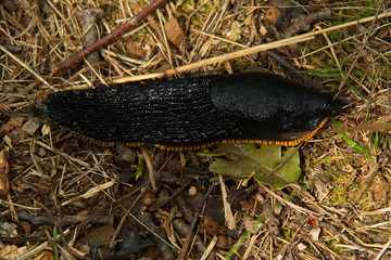 Black snail in national park Picos de Europa in Cantabria,Spain,Europe