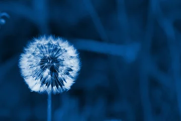 weißer, flauschiger Löwenzahn auf einem Hintergrund aus grünem Gras. klassisches blaues Pantone 2020. Hintergrundbild. Platz für Text © Taranova_ksenya
