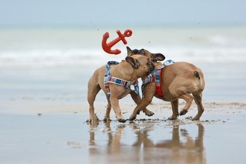 Two French Bulldog dogs bumping into each other why playing fetch with anchor dog toy at beach