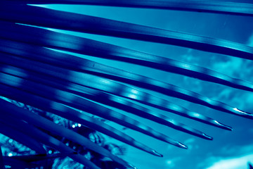classic blue Pantone color 2020. palm leaf on blue sky background. close up