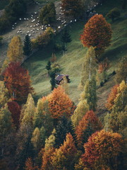 Fototapeta na wymiar Autumn alpine rural landscape near Brasov, Magura village, Transylvania, Romania.