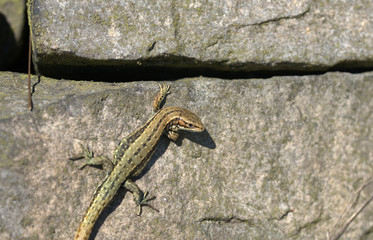 Common lizard ,  Zootoca vivipara , Viviparous lizard
