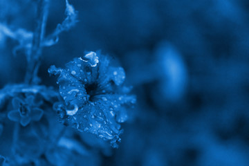 the flowers are carnations in the flowerbed in the drops of dew on petals. close up. classic blue Pantone 2020. top view,