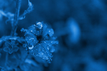 die blumen sind nelken im blumenbeet in den tautropfen auf den blütenblättern. Nahansicht. klassisches blaues Pantone 2020. Ansicht von oben, © Taranova_ksenya
