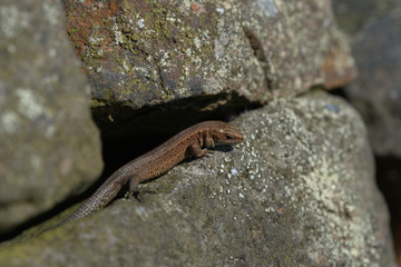 Common lizard ,  Zootoca vivipara , Viviparous lizard