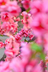 pink flowers in the garden