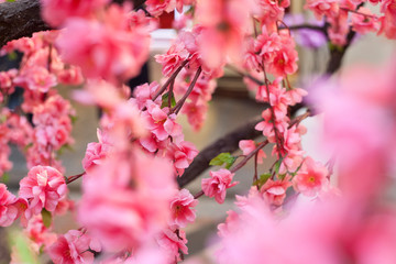 Obraz premium sakura