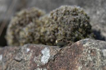 Common lizard ,  Zootoca vivipara , Viviparous lizard