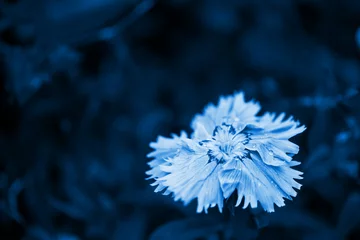 die blumen sind nelken im blumenbeet in den tautropfen auf den blütenblättern. Nahansicht. klassisches blaues Pantone 2020. Ansicht von oben, © Taranova_ksenya