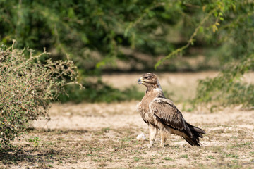 Fototapeta premium Aggressive Tawny eagle close up on ground perched with green background at plains of tal chhapar sanctuary, rajasthan, india - Aquila rapax