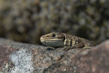 Common lizard ,  Zootoca vivipara , Viviparous lizard