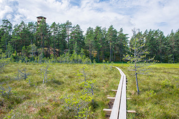 Chemin de randonnée en planches de bois, traversant forêt et tourbière, et tour d'observation dans le parc national de Lahemaa, Estonie.