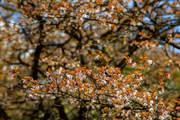 蛭ヶ岳、丹沢山、塔ノ岳 36