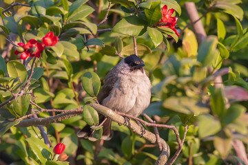 Fat Sooty-headed Bulbut bird on branch of tree.	