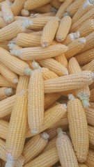 fresh organic corn peeled shells