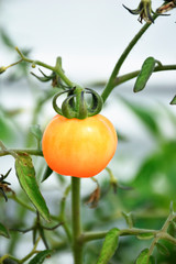 Red tomato fruit on the vine of green organic plant with natural shot