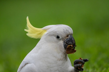 Sulphur-crested Cockatoo [Cacatua galerita] eating and playing with pine cone