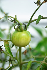 green tomato close view on branch of a garden plant