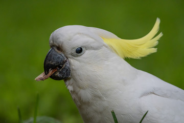 Sulphur-crested Cockatoo [Cacatua galerita] eating and playing with pine cone