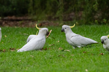 Sulphur-crested Cockatoo [Cacatua galerita] eating and playing with pine cone