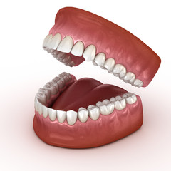 Dental anatomy - Opened Dentures. Medically accurate dental 3D illustration