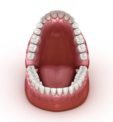 Dental anatomy - Opened Dentures. Medically accurate dental 3D illustration © Alex Mit