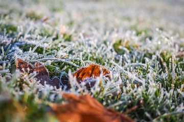 Winter wonderland, morning frost on the grass 