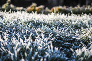 Winter wonderland, morning frost on the grass 