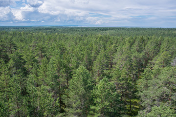 Fototapeta na wymiar Grande étendue de forêt de pins dans le parc national de Lahemaa, Estonie.
