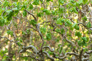 Spring branches of Corylus avellana Contorta (Corckscrew hazel) with fresh green leaves in a Balchik Botanical Garden in Bulgaria, soft focus background