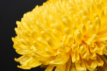 Bright yellow chrysanthemum