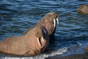 Naklejka premium Atlantic walrus, Pechora sea