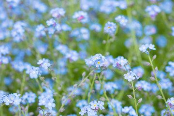 Spring blooming of small blue forget-me-not flowers, blurred pastel background, soft focus