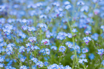 Obraz na płótnie Canvas Spring blooming of small blue forget-me-not flowers, blurred background, soft focus
