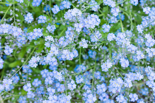 Spring blooming of small blue forget-me-not flowers, blurred background, soft focus, top view