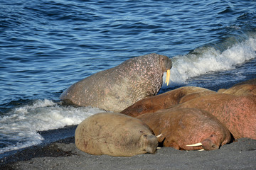 Atlantic walrus, Pechora sea