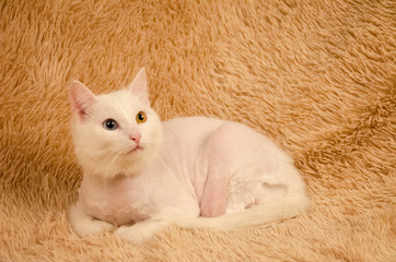 Portrait of a white fat cat