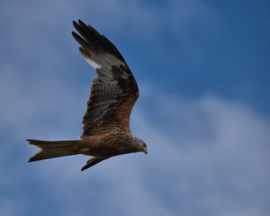  Milvus milvus , Red kite in flight
