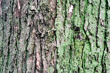 wooden background maple tree trunk with green moss