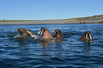 Fototapeta premium Atlantic walrus, Pechora sea