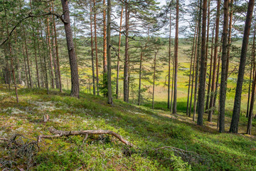 Paysage de tourbière et forêt dans le parc national de Lahemaa, Estonie.