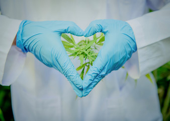 scientist with mask, glasses and gloves checking hemp plants in a greenhouse. Concept of herbal alternative medicine, cbd oil, pharmaceptical industry